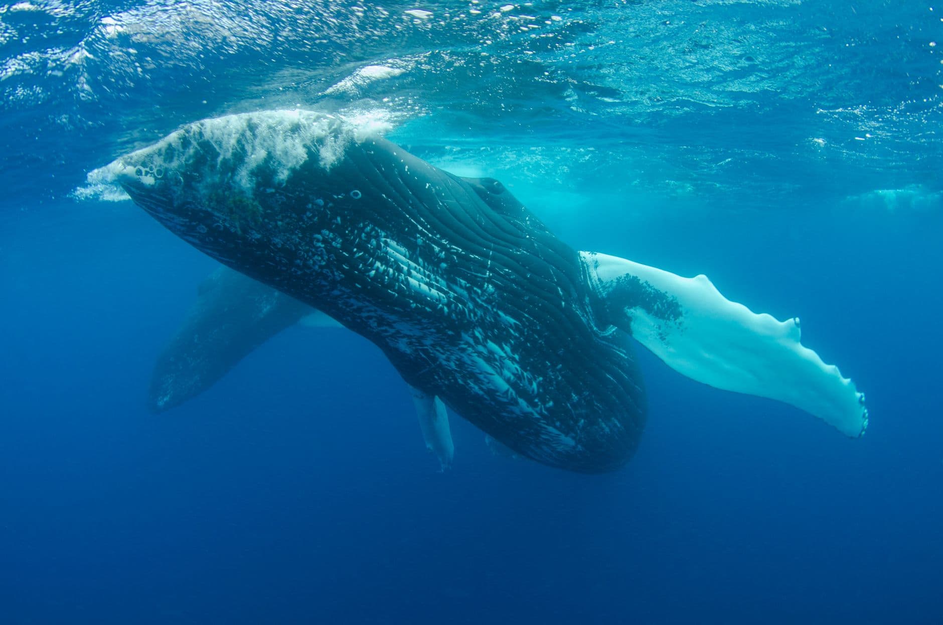 ¿Cuántas aciertas de 50? Animales Increíbles: Récords y Superpoderes 🦈🐙